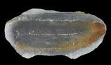 Fossil Neuropteris Seed Fern Leaf (Pos/Neg) - Mazon Creek #72376-2